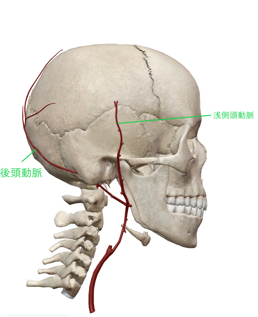 頭の痛み 側頭動脈